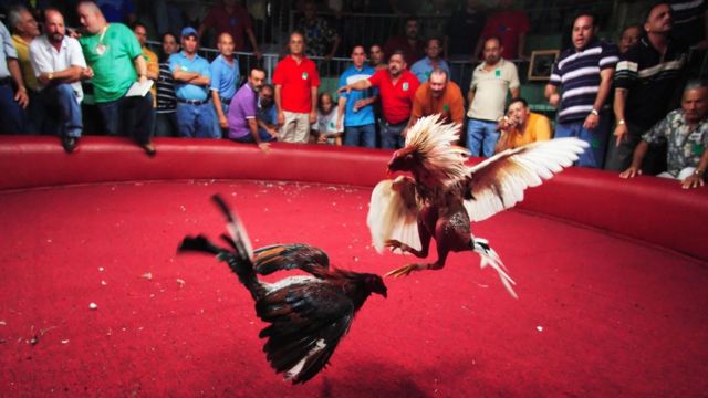A traves de un plantón en el capitolio de la República, galleros rechazan ley que pretende eliminar peleas de gallos