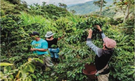 Inicia cosecha cafetera en Antioquia con 280 fincas certificadas