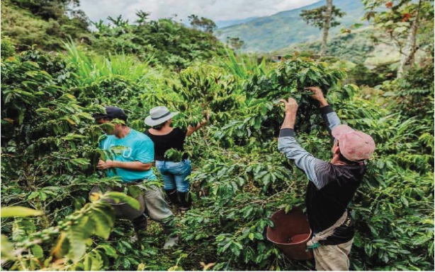 20 lotes de café de 14 productores participarán en Café Show, Seúl, gracias al apoyo del programa Café Región