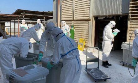 Nueva amenaza de gripe aviar en Japón, conozca los detalles