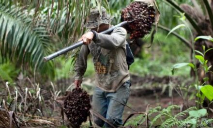 Aceite de palma y su aporte significativo a la economía nacional