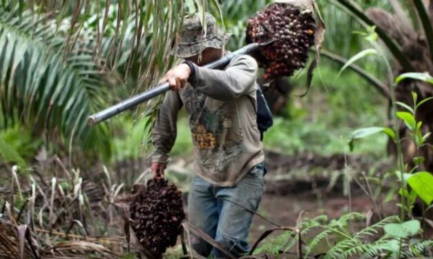 Aceite de palma y su aporte significativo a la economía nacional