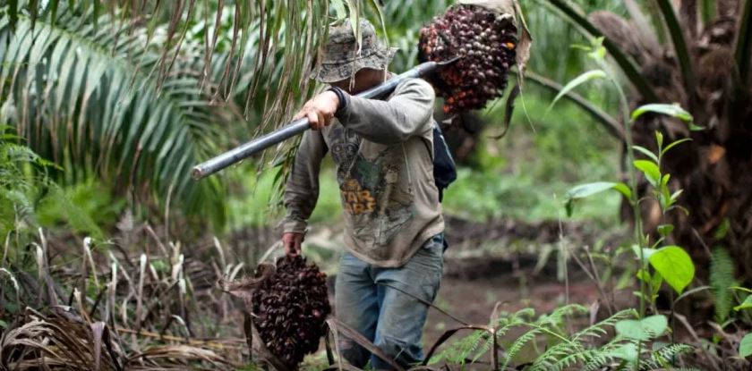 Aceite de palma y su aporte significativo a la economía nacional