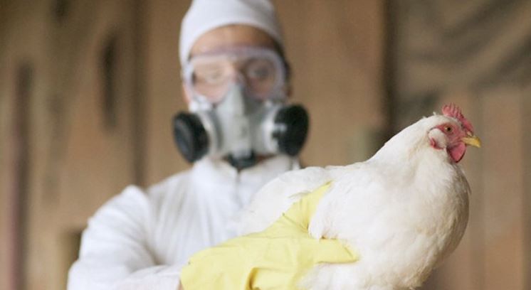 Atención: OMS detecta gripe aviar en humanos en España