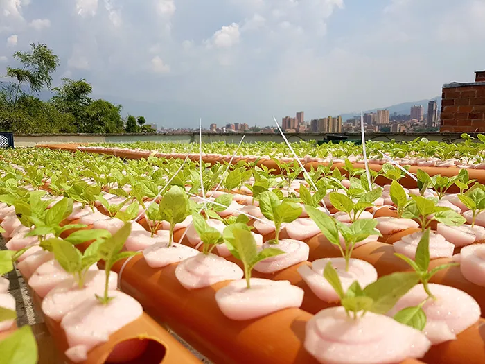 ‘Terrazas Verdes’, cultivos hidropónicos que brindan sostenibilidad y reconciliación a la ciudadanía