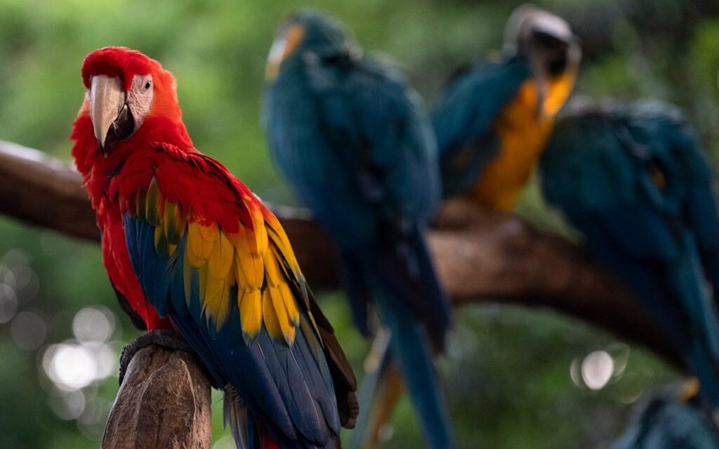 En COP 15, Colombia Potencia Mundial de la Vida buscará mayor financiación para proteger su Biodiversidad