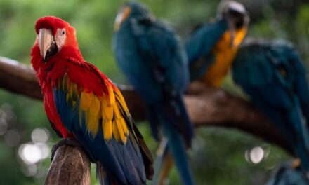 En COP 15, Colombia Potencia Mundial de la Vida buscará mayor financiación para proteger su Biodiversidad