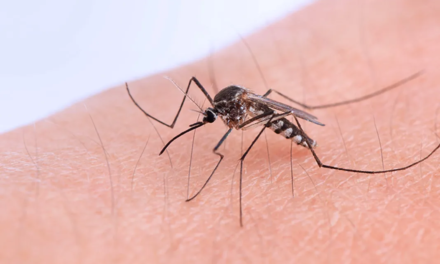 Prueban pintura para combatir dengue en Caucasia