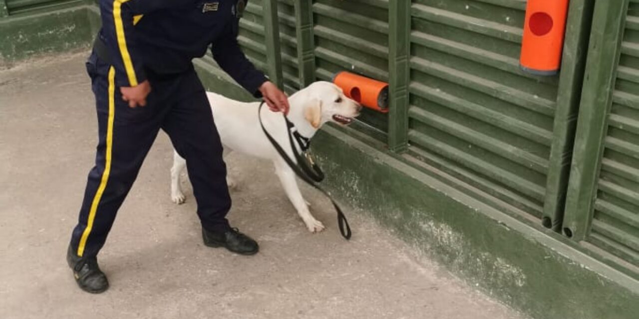 6.000 caninos refuerzan la seguridad privada en Colombia
