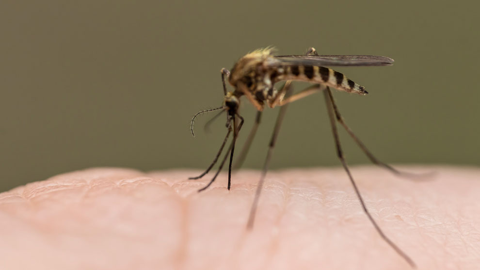 Inicia la erradicación de la malaria en Colombia
