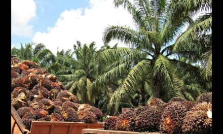 Productores de palma en Colombia esperan generar 1,8 toneladas