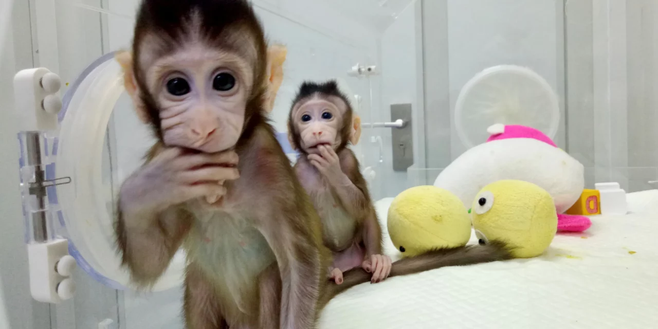 Centro de investigación es investigado por utilizar monos para sus pruebas científicas