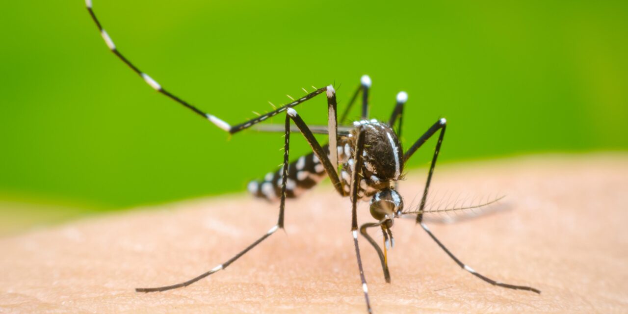 El Dengue atenta contra la salud de los colombianos