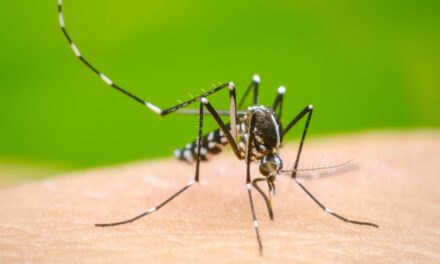 El Dengue atenta contra la salud de los colombianos