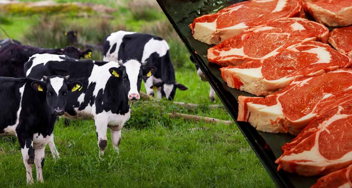 Colombia exportará carne bovina a El Salvador