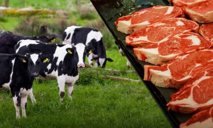 Colombia exportará carne bovina a El Salvador