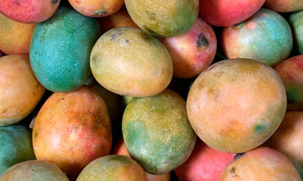 Colombia exporta por primera vez mango de azúcar a los Estados Unidos