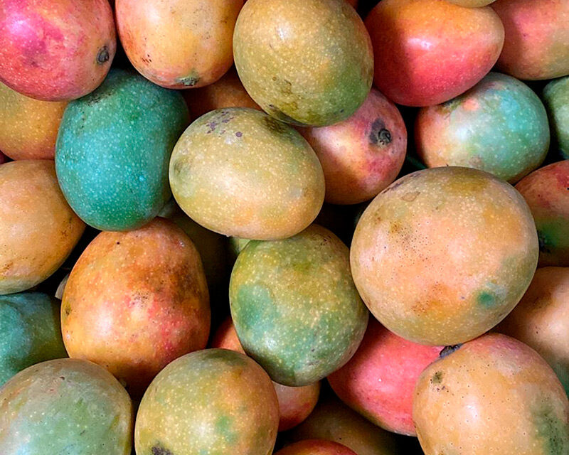 Colombia exporta por primera vez mango de azúcar a los Estados Unidos