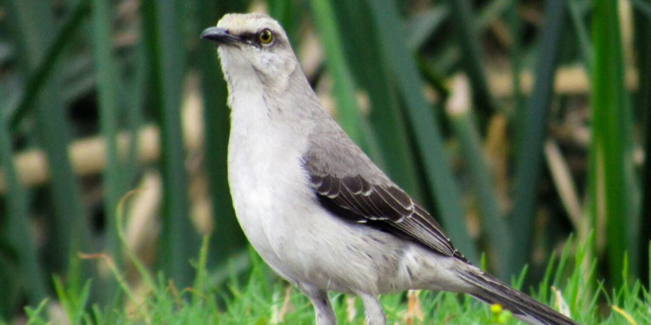 Colombia espera contar la mayor cantidad de aves en el Global Big Day 