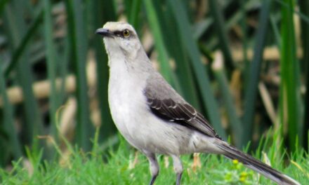 Colombia espera contar la mayor cantidad de aves en el Global Big Day 