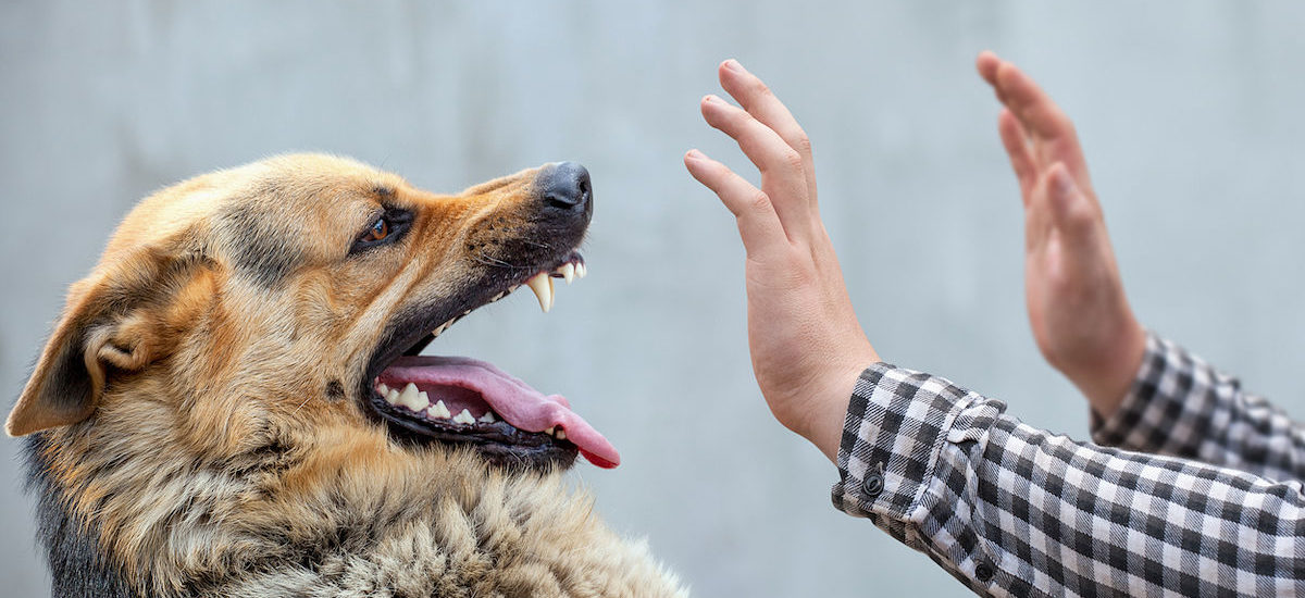 Aumentan los casos de ataques de perros en Santander, Colombia