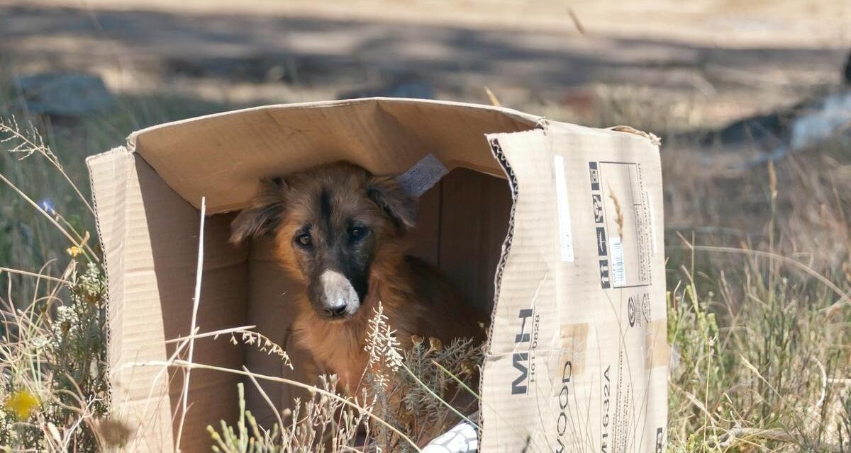 Cerca de 50 mil animales han sido abandonados por sus dueños en Cali