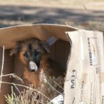Cerca de 50 mil animales han sido abandonados por sus dueños en Cali
