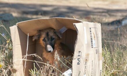 Cerca de 50 mil animales han sido abandonados por sus dueños en Cali