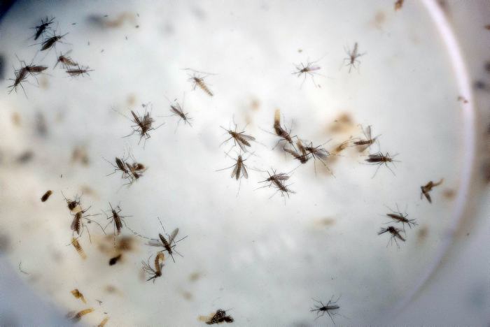 DADIS inició la Semana de Acción contra el Mosquito en Cartagena