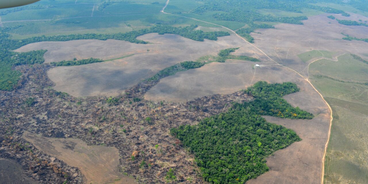 Reino Unido anuncia aporte de más de 13 millones de libras esterlinas para combatir la deforestación en la Amazonía Colombiana