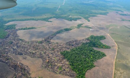 Reino Unido anuncia aporte de más de 13 millones de libras esterlinas para combatir la deforestación en la Amazonía Colombiana