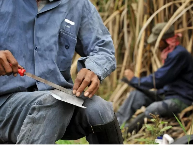 CONTINÚAN INTIMIDACIONES AL SECTOR DE LA CAÑA EN EL VALLE Y CAUCA