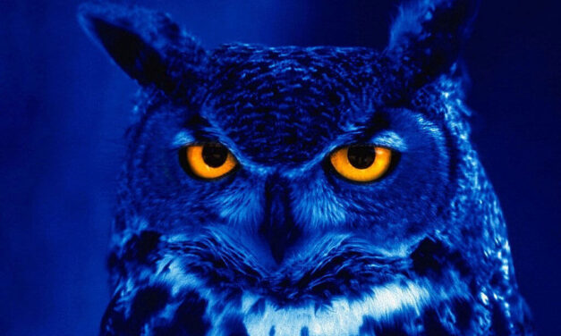 Las Personas «Buhós» tienen más riesgo de morir jóvenes