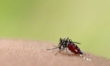 Secretaría de salud del valle hace un llamado para evitar brote de dengue