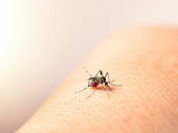 Cartagena registró 44 casos de dengue durante la última semana epidemiológica