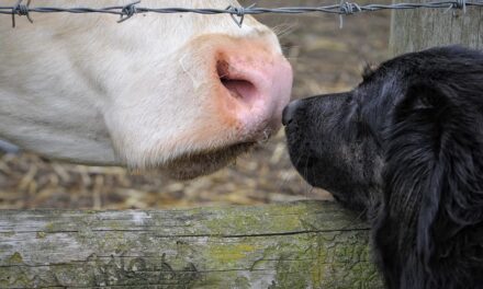 Día mundial por el fin del especismo: un día para replantear el trato a los animales