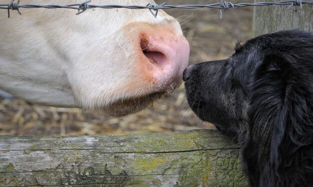 Día mundial por el fin del especismo: un día para replantear el trato a los animales