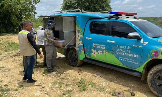 Trasladan animales silvestres víctimas de tráfico de Medellín a Cartagena