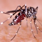 Preocupante aumento de dengue en Cali