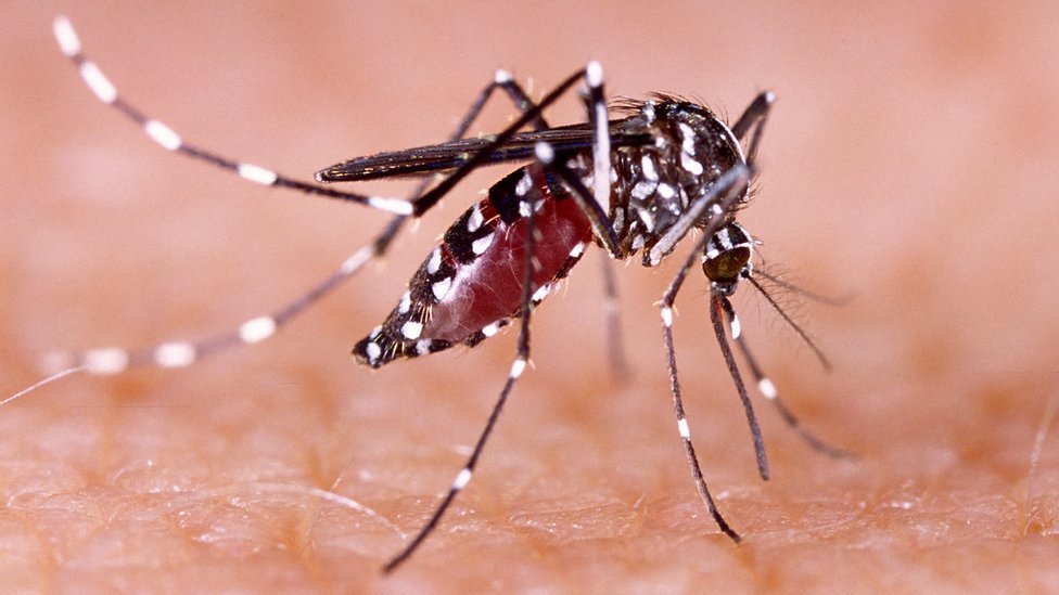 Preocupante aumento de dengue en Cali