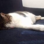 Judicializan a un sujeto en Bucaramanga, Santander por lanzar un gato de un décimo piso