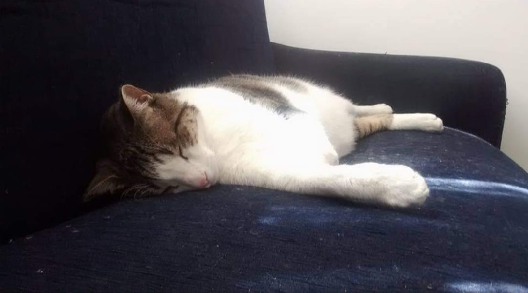 Judicializan a un sujeto en Bucaramanga, Santander por lanzar un gato de un décimo piso