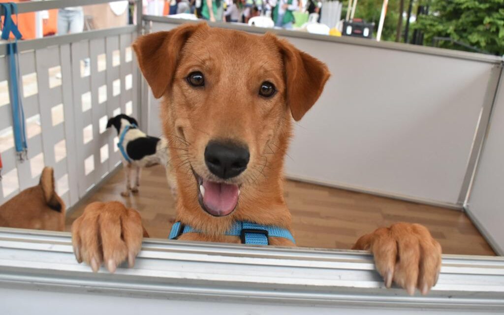 Crece la acumulación compulsiva de animales en Medellín