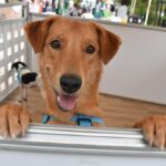 Crece la acumulación compulsiva de animales en Medellín