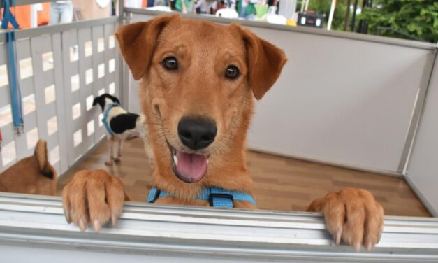 Crece la acumulación compulsiva de animales en Medellín