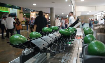 Colombia es el tercer país con más áreas cosechadas de aguacate