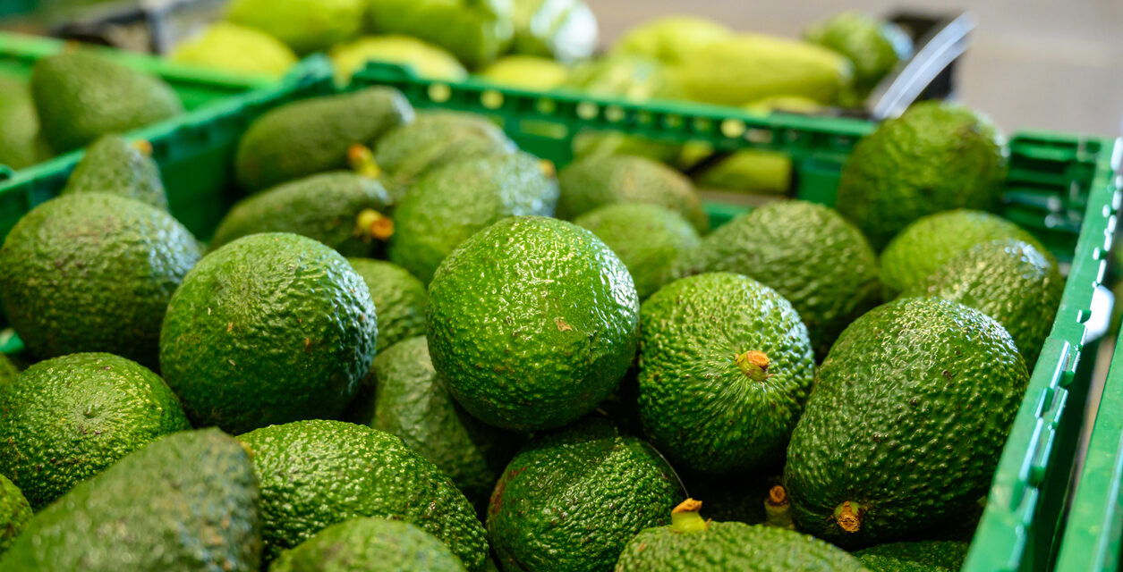 Exportan 36.000 toneladas de aguacate Hass desde Antioquia a la Unión Europea y Estados Unidos