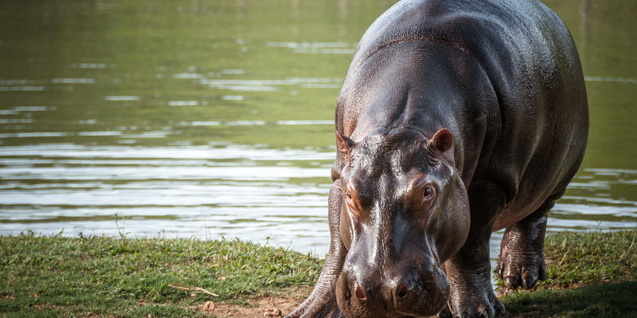 Todo listo para empezar la esterilización de hipopótamos en el país