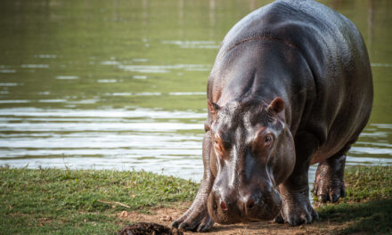Todo listo para empezar la esterilización de hipopótamos en el país