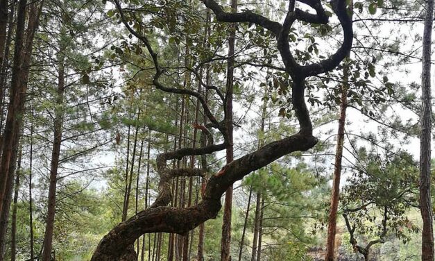 Tres ciclistas fueron secuestrados y asaltados en cerro de Niquía